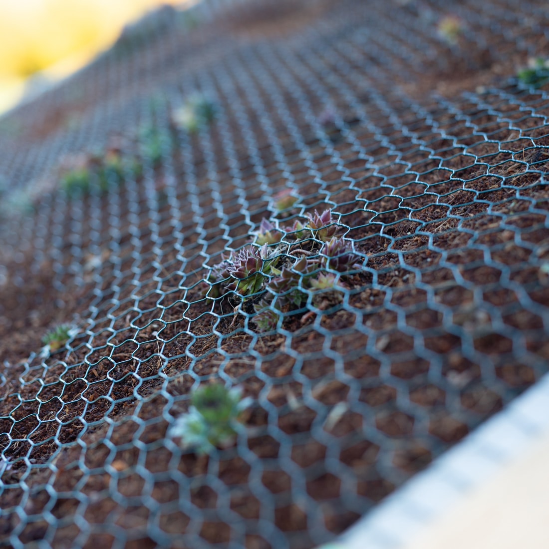 Dachbegrünung des Insektenhotels hunold_knoop_insektenhotel-7